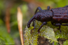 Steremnius carinatus