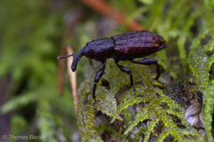Steremnius carinatus