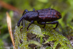 Steremnius carinatus