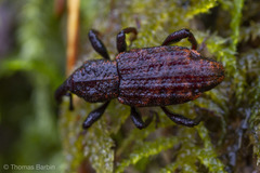 Steremnius carinatus