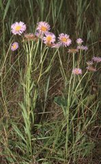 Erigeron glabellus pubescens