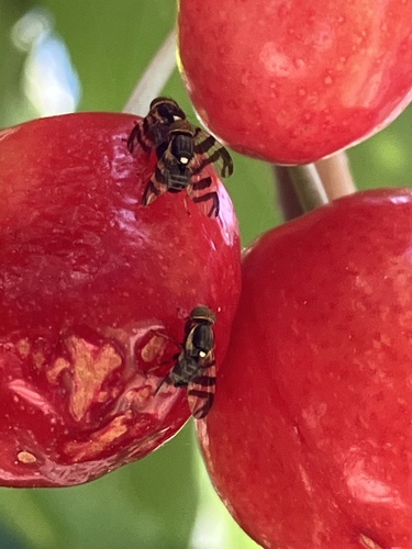 Unknown species found near N Anchor Way, Boise, ID, US