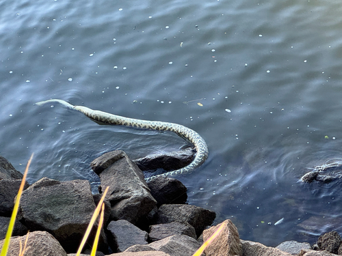 Coastal Carpet Python sighting