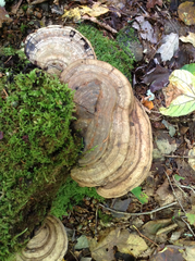 Ganoderma applanatum image