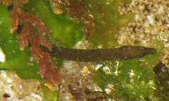 Nerophis lumbriciformis
