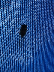 Diceroprocta marevagans