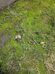 Passeriformes