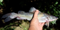 Yellow Catfish photo 2