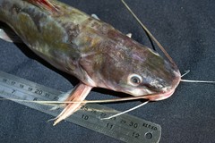 Yellow Catfish photo 3