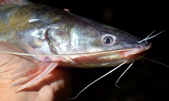 Yellow Catfish photo 4