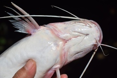 Yellow Catfish photo 5