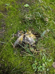Passeriformes