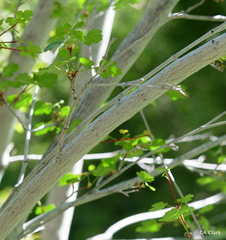 Acer glabrum