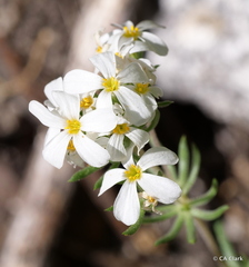 Leptosiphon pachyphyllus