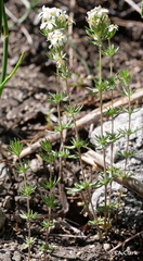 Leptosiphon pachyphyllus