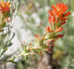 Castilleja applegatei pinetorum