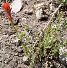 Castilleja applegatei pinetorum