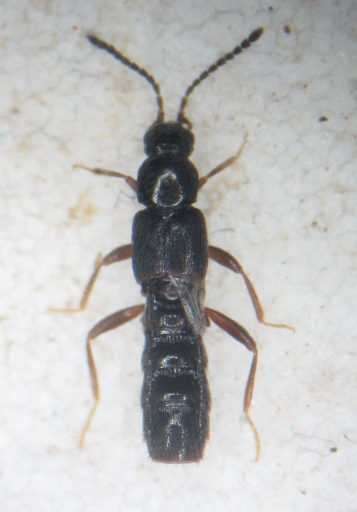 Tachyusa objecta