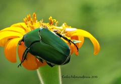 Cotinis mutabilis typica