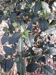 Viburnum tinus