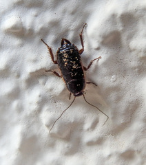 Loboptera canariensis
