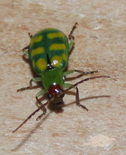 Banded Cucumber Beetle photo 5