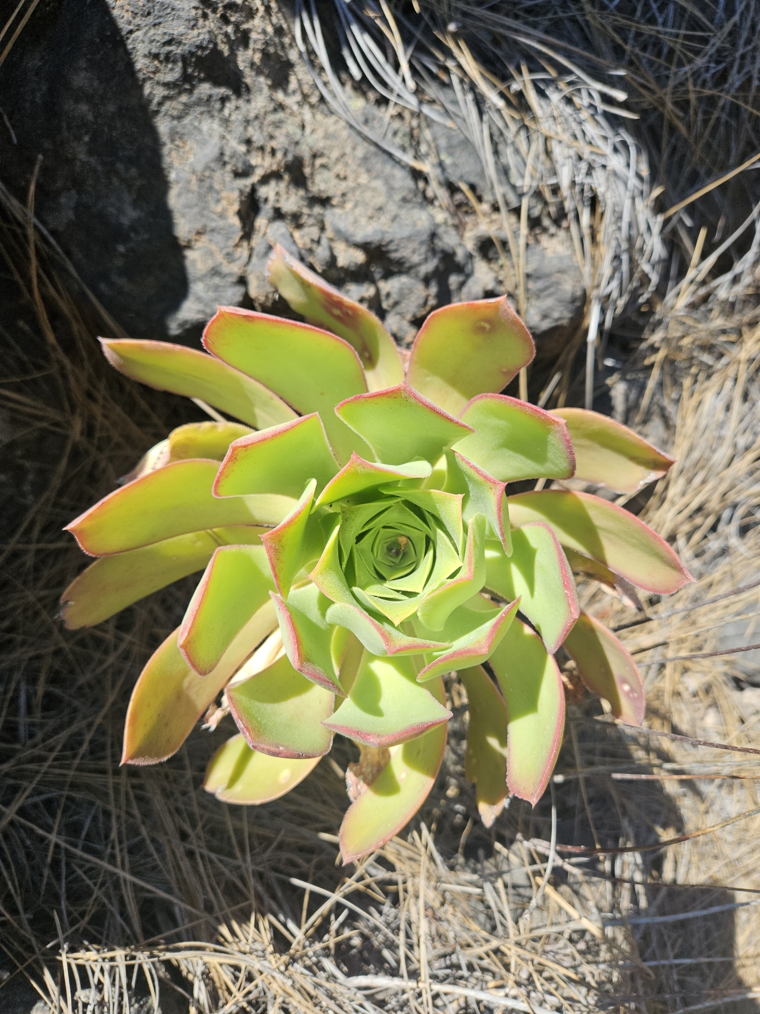 Sempervivum urbicum Lindl.