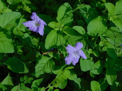 Ruellia intermedia
