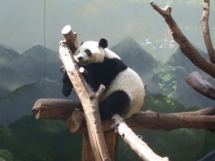 Ailuropoda melanoleuca