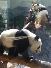 Ailuropoda melanoleuca