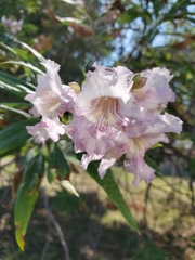 × chitalpa tashkentensis