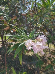 × chitalpa tashkentensis