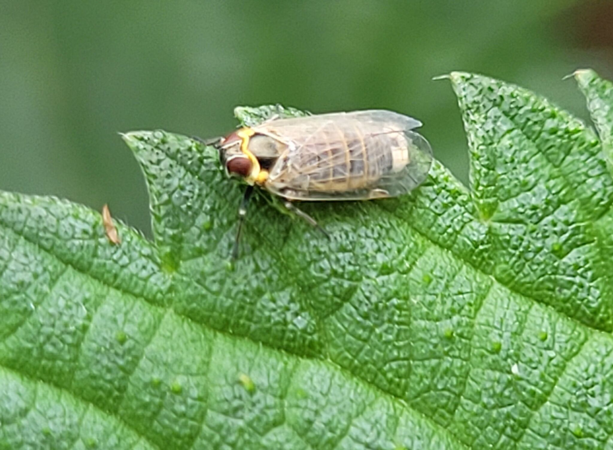Altes Insect Hyalesthes obsoletus | Insect Vectors of Plant Disease