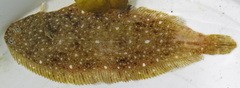 Solea senegalensis