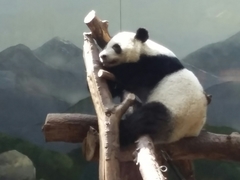 Ailuropoda melanoleuca