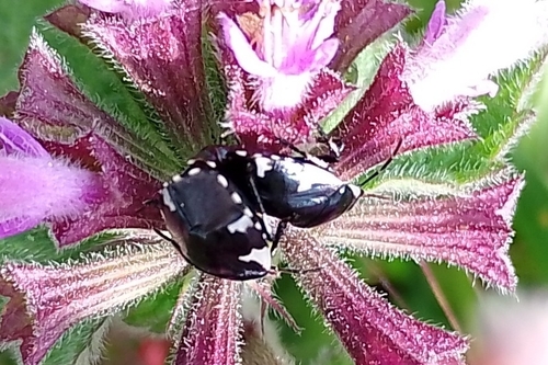 Rambur's pied shieldbug, Ramsgate CT11, UK, photo 9 of 10