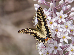 Papilio machaon melitensis