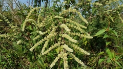 Asterohyptis stellulata