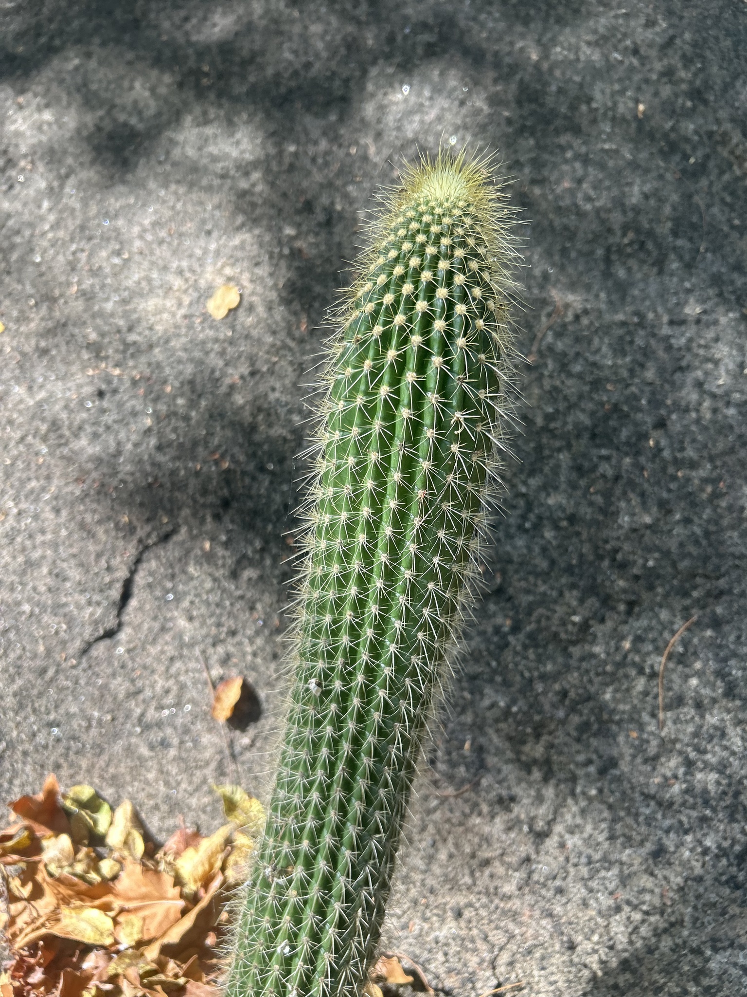 Coleocephalocereus buxbaumianus