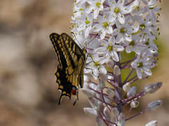 Papilio machaon melitensis