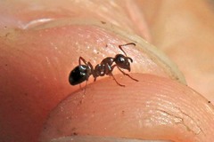 Formica subpolita