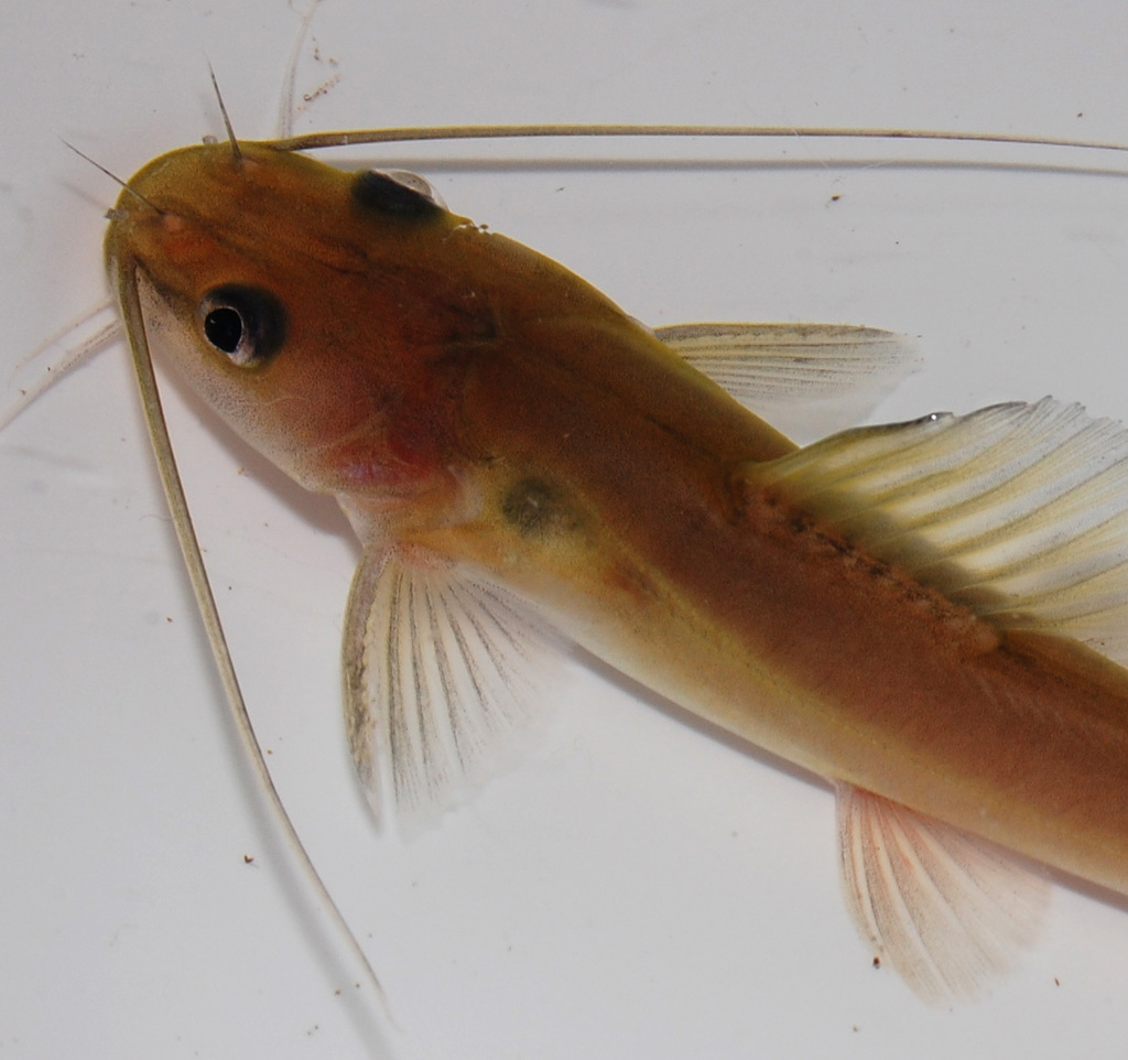 Hemibagrus planiceps