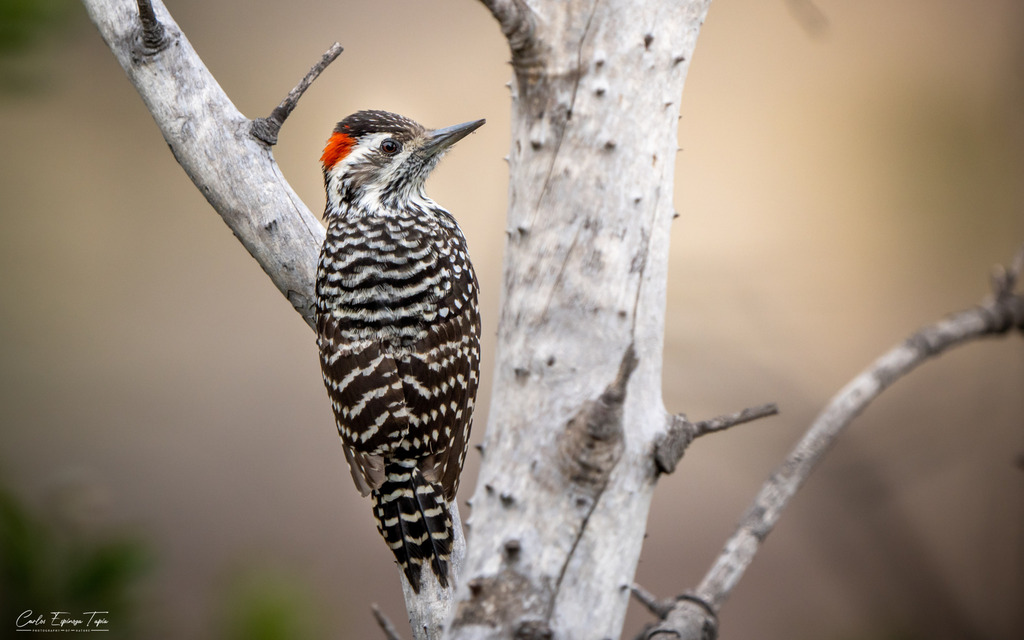 Striped Woodpecker photo