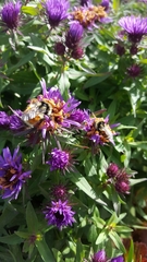 Bombus bifarius