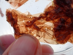 Acrochaetium secundatum