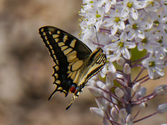 Papilio machaon melitensis