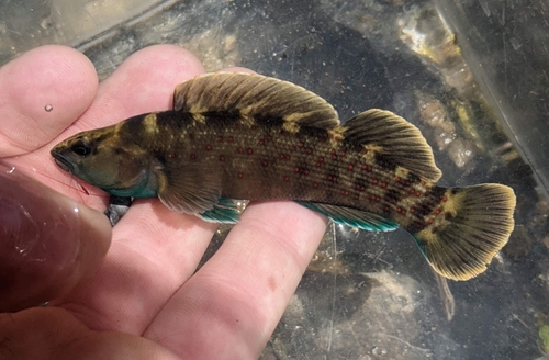 Spotted Darter (Etheostoma maculatum) — Percidae — 2