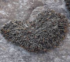 Schistidium apocarpum