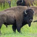 Plains Bison - Photo (c) Christopher J. Earle, some rights reserved (CC BY-NC), uploaded by Christopher J. Earle