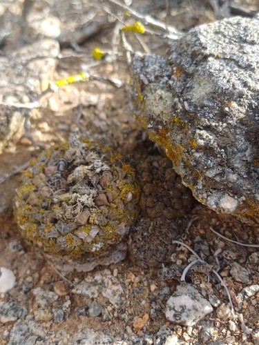 Eriosyce glabrescens